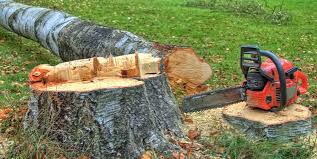 Best Root Management and Removal  in Kings Mills, OH