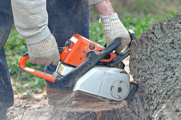 Trusted Kings Mills, OH Tree Care Experts