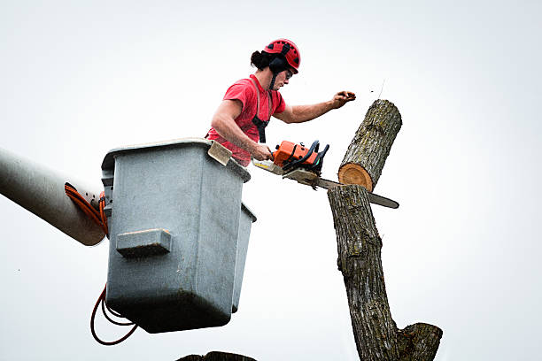 Best Tree and Shrub Care  in Kings Mills, OH